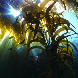 ラミナリア海藻エキス