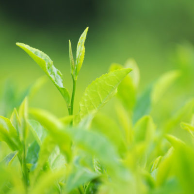 CHRISITINA(クリスティーナ)に配合される成分：緑茶エキス